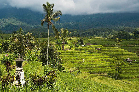 Rice paddies 1195