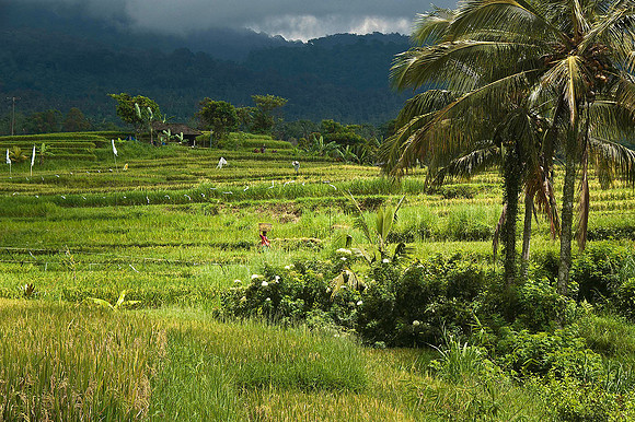 Rice paddies 1210