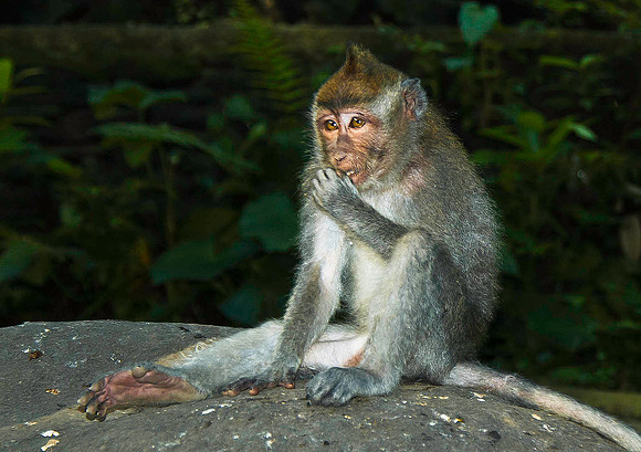 Monkey Forest near Ubud 1284