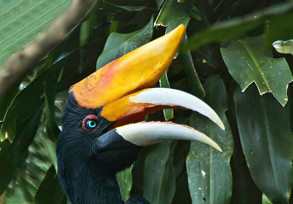 Hornbill 1510
