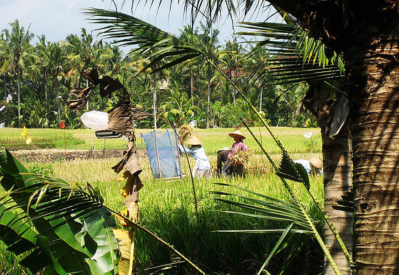 Rice Paddies near Ubud 3101