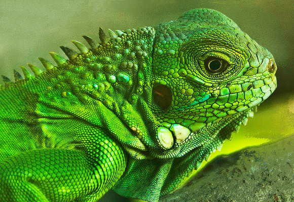 Chameleon 1602