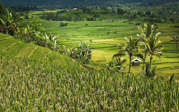 Rice paddies 1193