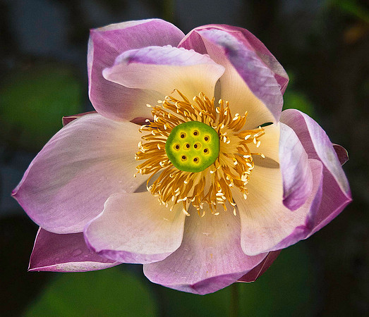 Water Lily 1157
