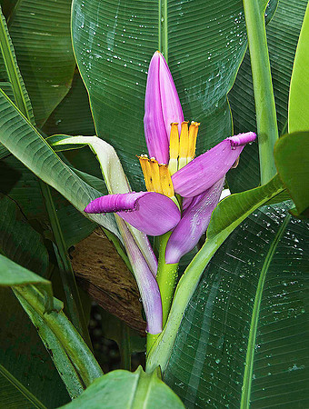 Banana Flower 1143