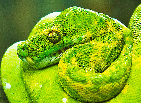 Green Python 5307