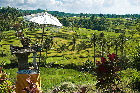 Rice paddies 1169