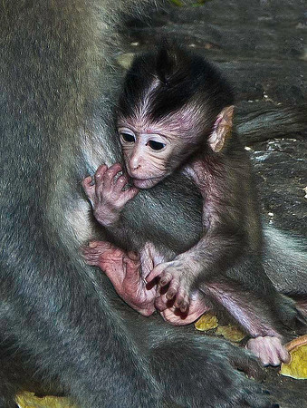 Monkey Forest near Ubud 1284