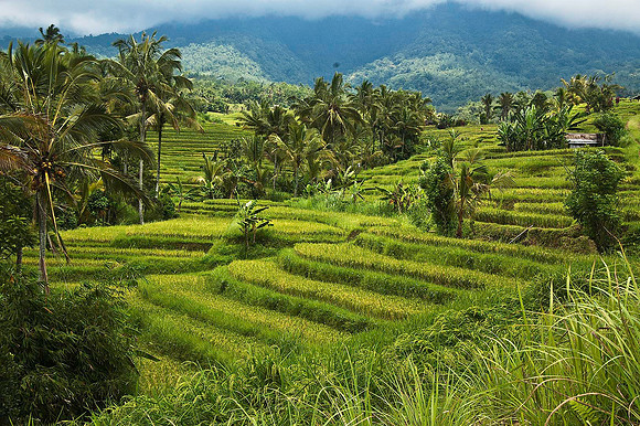 Rice paddies 1198