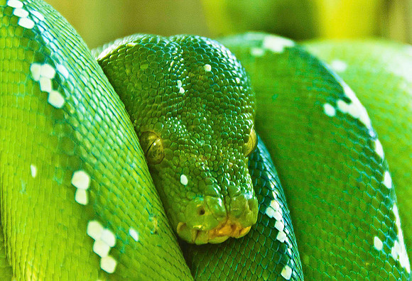 Green Python 1506
