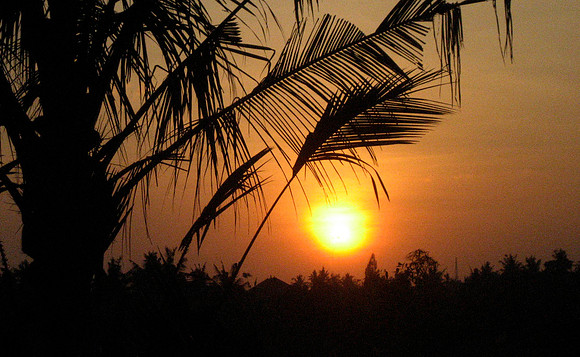 Rice Paddies near Ubud 3125