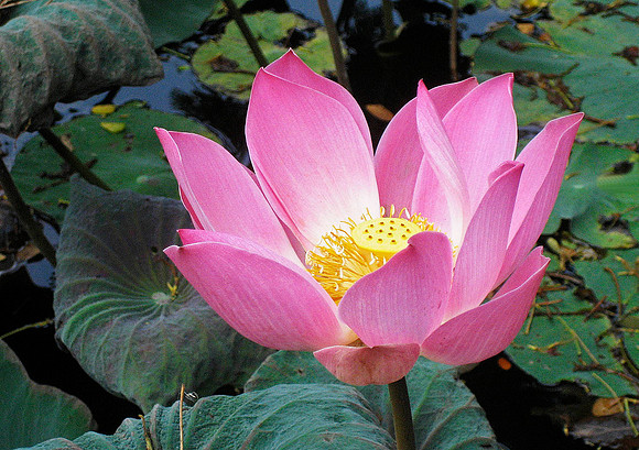 Water Lily 3099