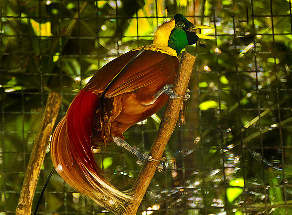 Bird of Paradise 1569