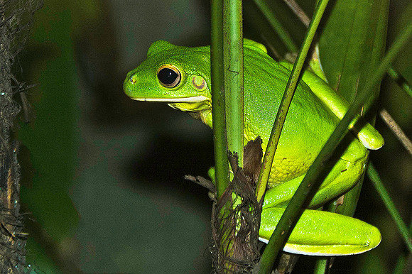 Green Tree Frog 1613