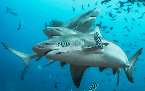 Bull Shark 1010466