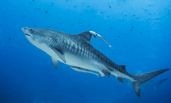 Tiger Shark 1010075