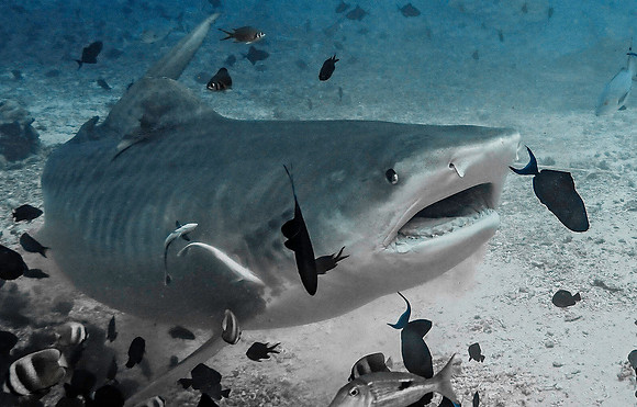 Tiger Shark 1010056