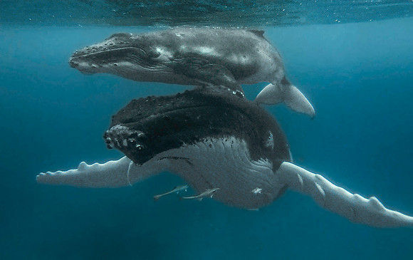 Humpback Whale1010347