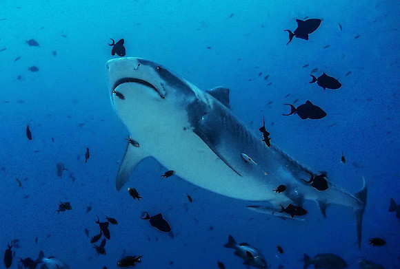 Tiger Shark 1010194
