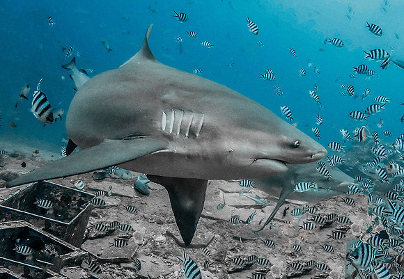 Bull Shark 1010041