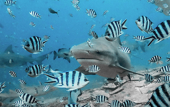Bull Shark 1010044