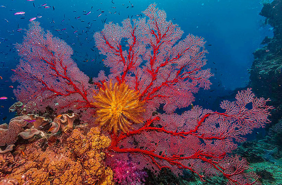 Fan Coral & Crinoid 4776