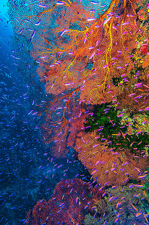 Fan Corals & Anthius 4644