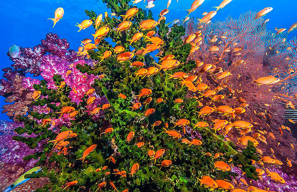 Green Cup Coral (Tubastrea Micrantha), Soft Corals & Fan Corals, with Anthius 4244