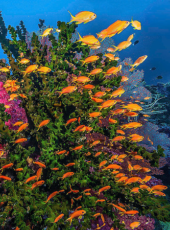 Green Cup Coral (Tubastrea Micrantha), Soft Corals & Fan Corals, with Anthius 4245