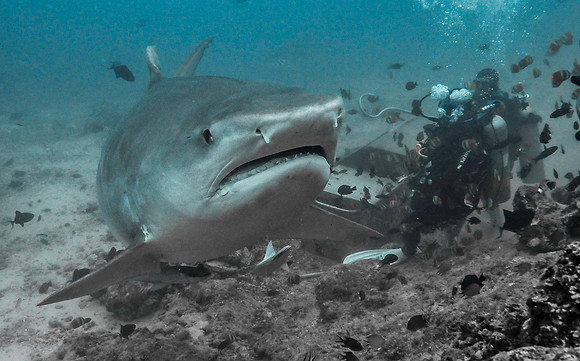 Tiger Shark1010274