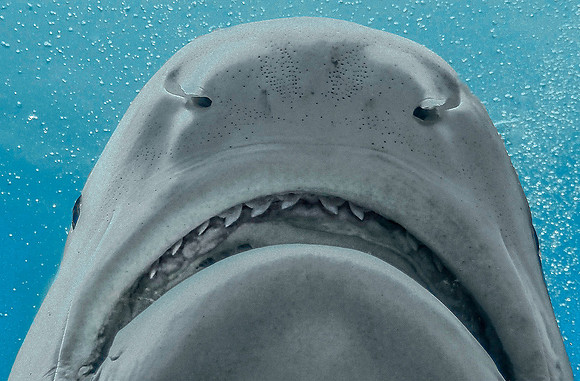 Tiger Shark 1010176