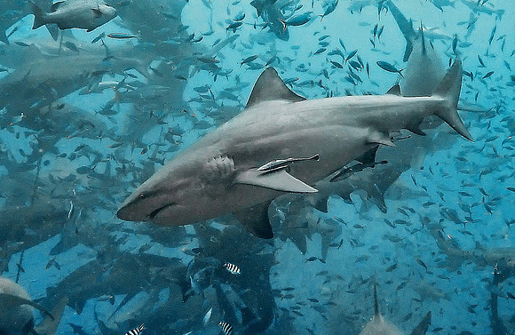 Bull Shark 1010339