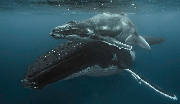 Humpback Whale & Calf 1010331