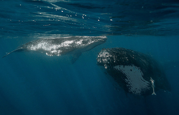 Humpback Whale & Calf 1010101