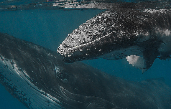 Humpback Whale & Calf 1010214