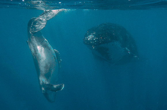 Humpback Whale & Calf 1010094