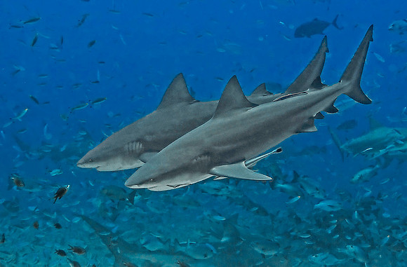Bull Shark 1010128