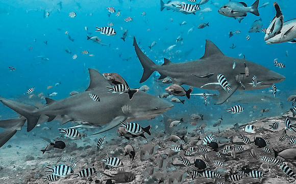 Bull Shark 1010170