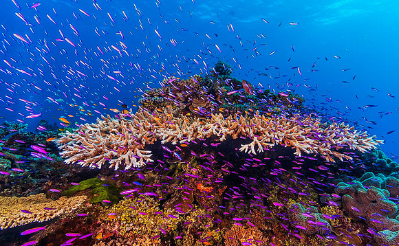 Hard Corals & Anthius 4670