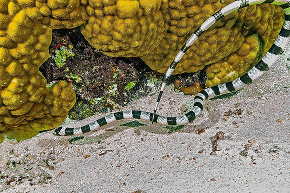 Banded Sea Krate 4582