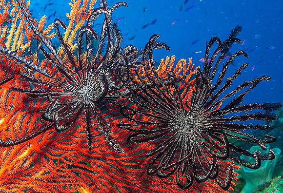 Fan Coral with Crinoids 4812