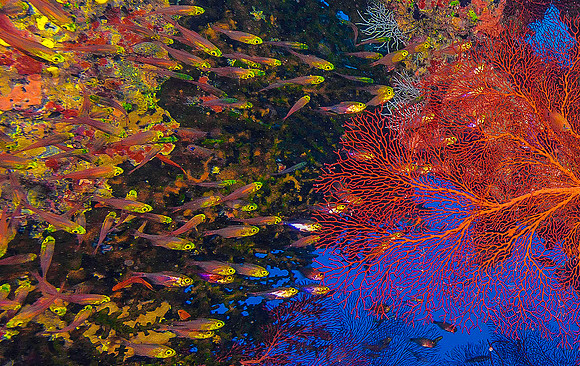 Cave with Fan Coral 4264