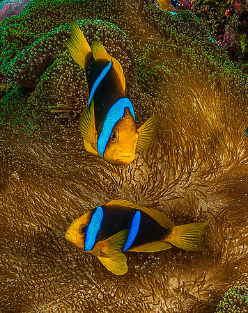 Oange-fin Anemonefish 4641