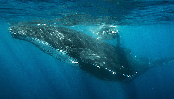 Humpback Whale & Calf 1010124