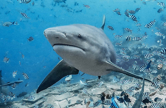 Bull Shark 1010027