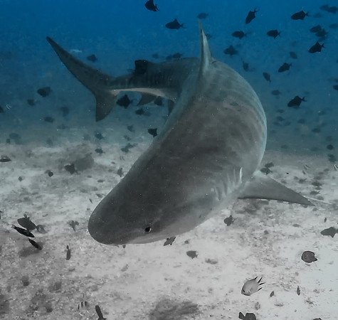 Tiger Shark 1010351
