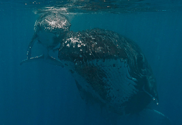 Humpack Whale1010169