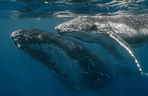 Humpback Whale & Calf 1010216