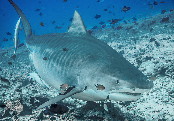 Tiger Shark 1010212
