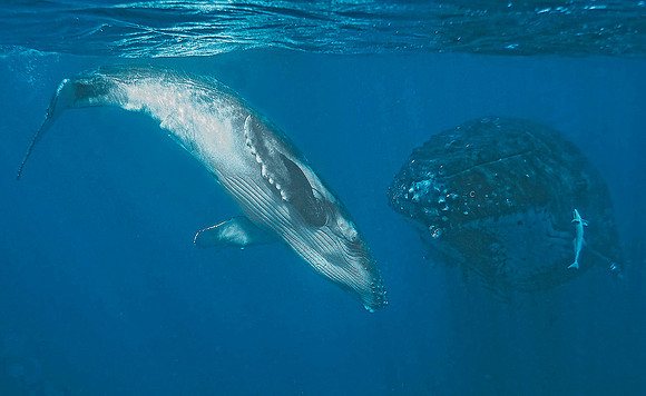 Humpback Whale & Calf 1010098